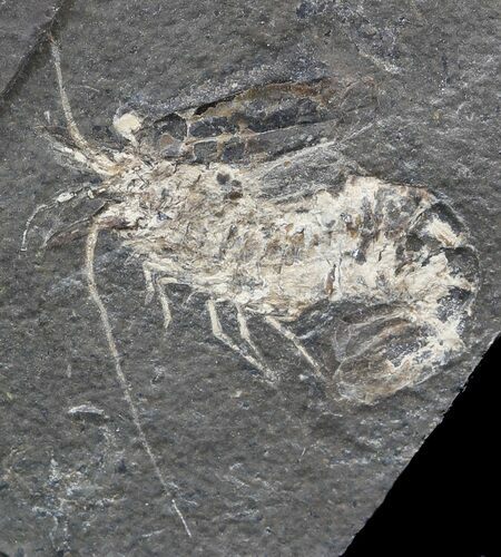 Carboniferous Shrimp-Like Crustacean (Tealliocaris) - Scotland #44404